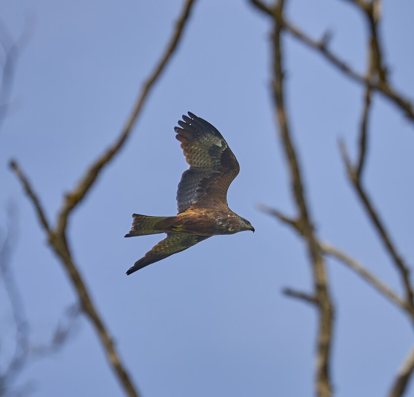 Коршуны прилетели - Александр Посошенко