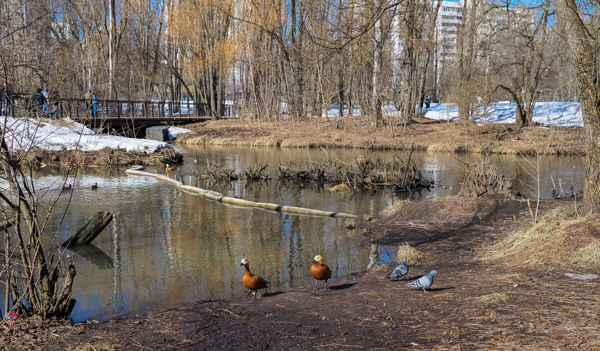 Прогулки в Весеннем Парке - юрий поляков