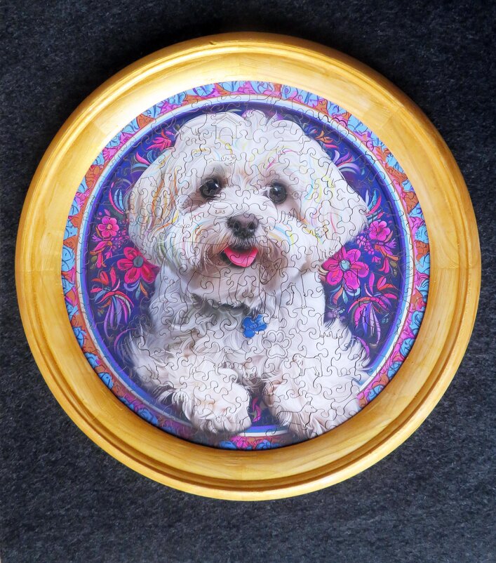 Мальтезе - genar-58 '