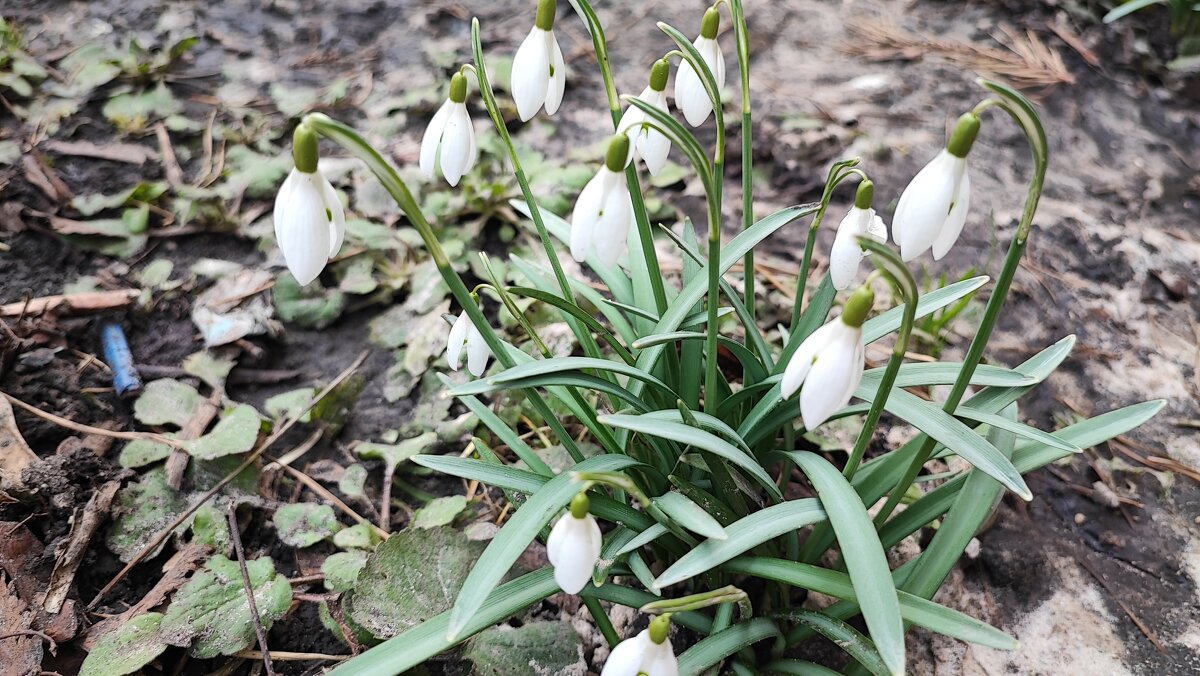 ,,, - Сергей Тимоновский