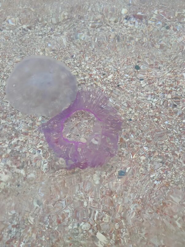 Медузы - Ирэн 