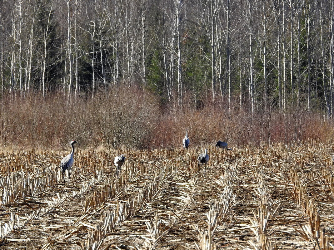 прилетели журавли и лебедь-кликун - ИННА ПОРОХОВА прилетели журавли и лебедь-кликун - ИННА ПОРОХОВА