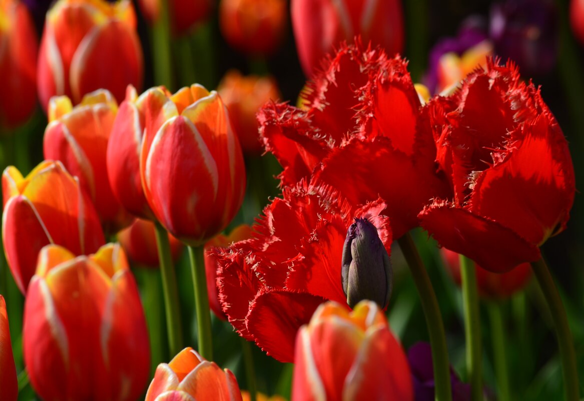 Всё цветет - Таня Фиалка