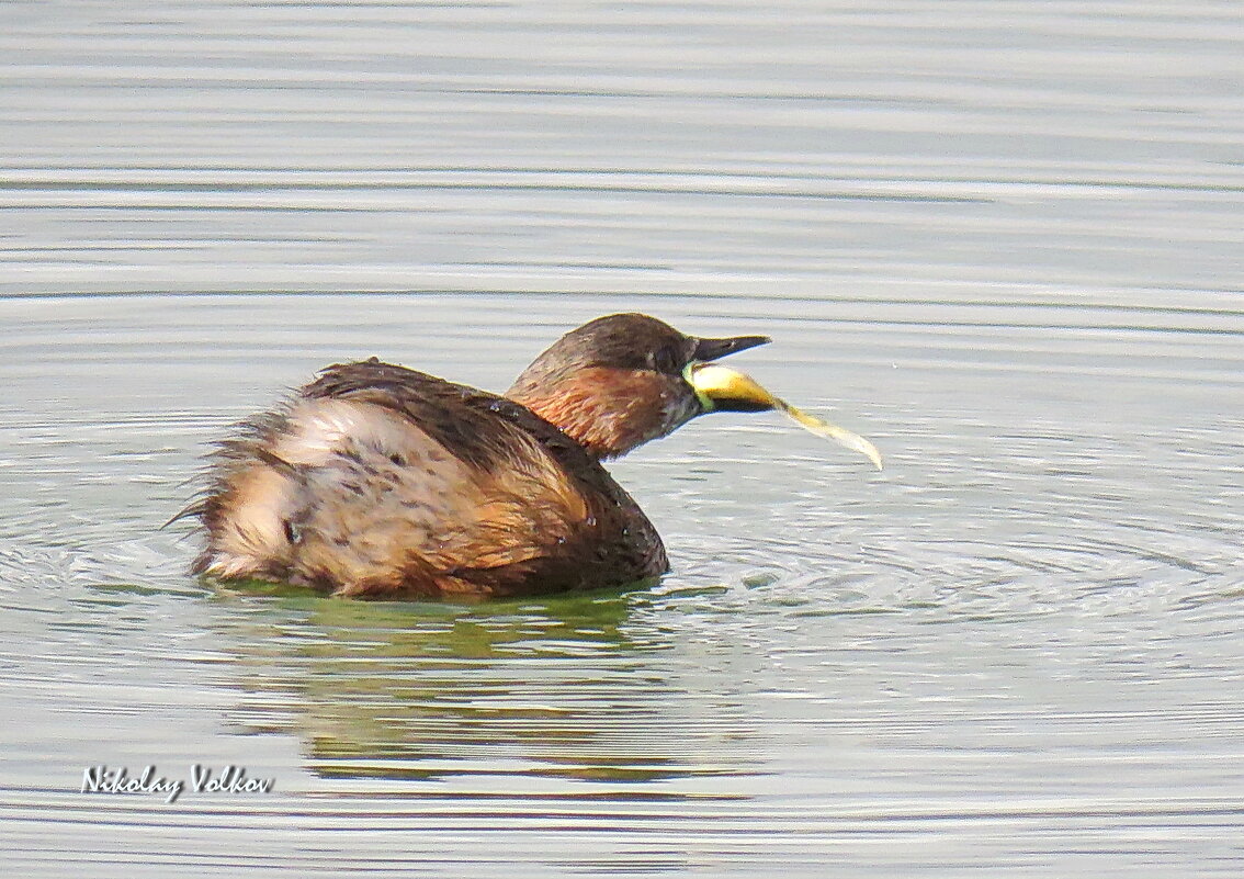 Малая поганка - Николай Волков