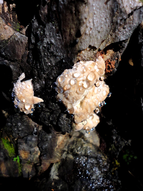 Льют грибочки слёзы горькие.... - nadyasilyuk Вознюк