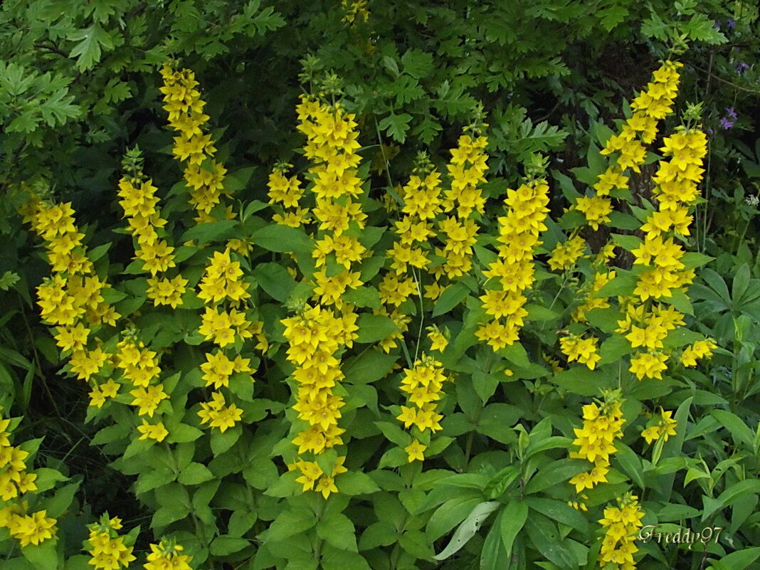 Вербейник - Freddy 97