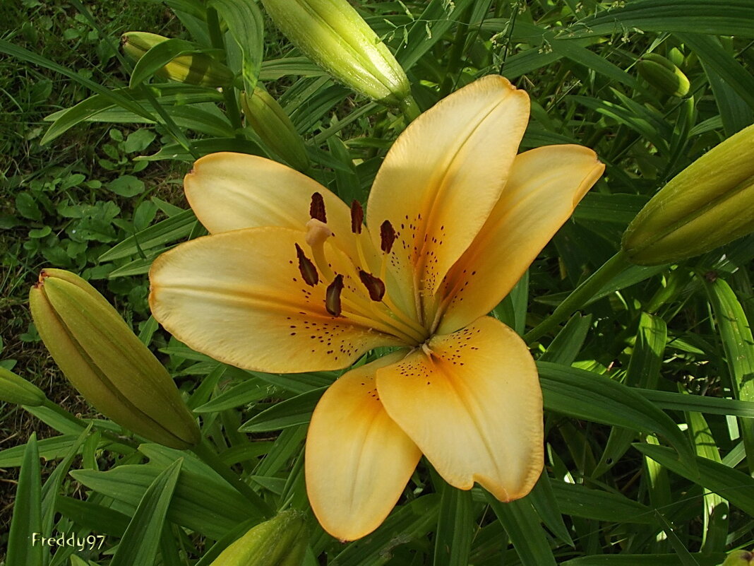 Лилия - Freddy 97