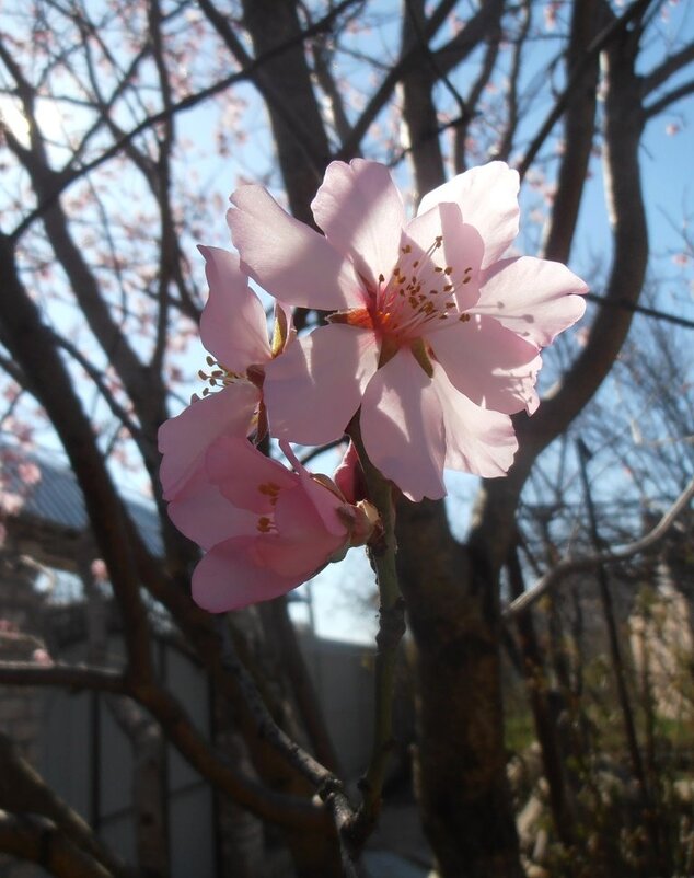 Зацвел миндаль - Наталья 