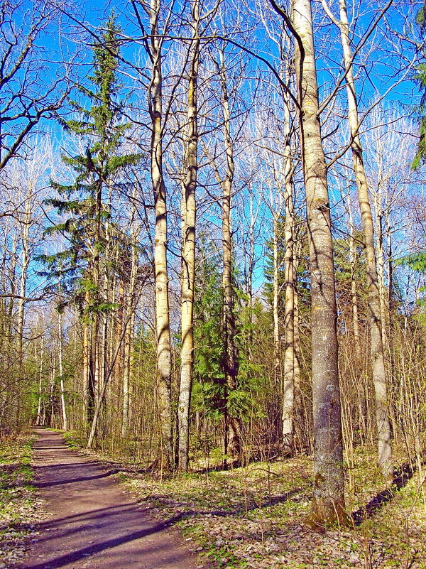 Весна в лесу - VasiLina *