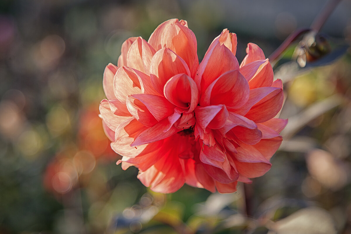 Господин Георгин. - Лилия *