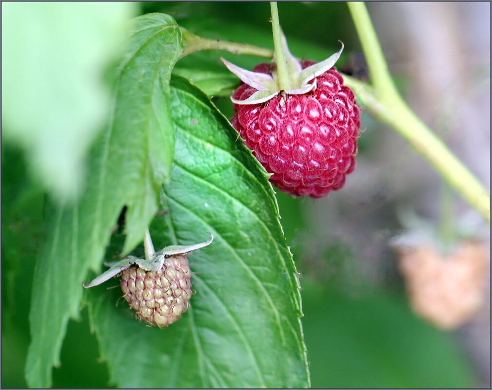 Малинка - ZNatasha -