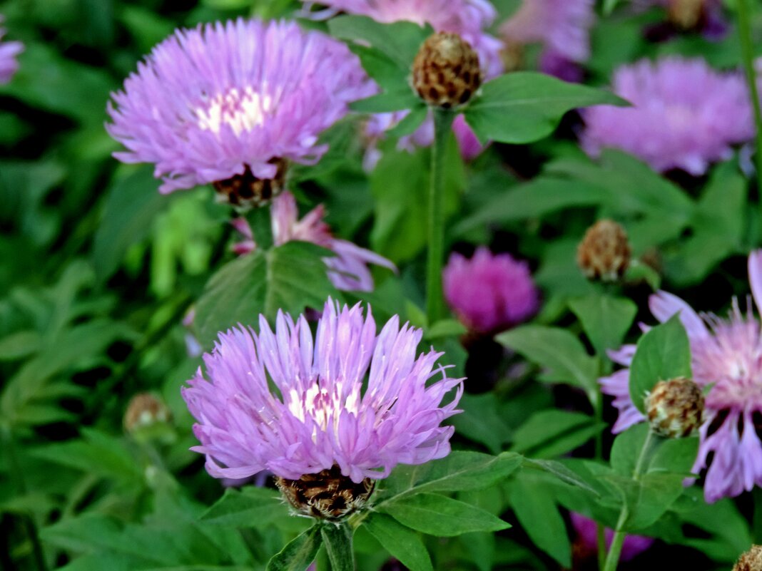 Летние цветы - ivolga 