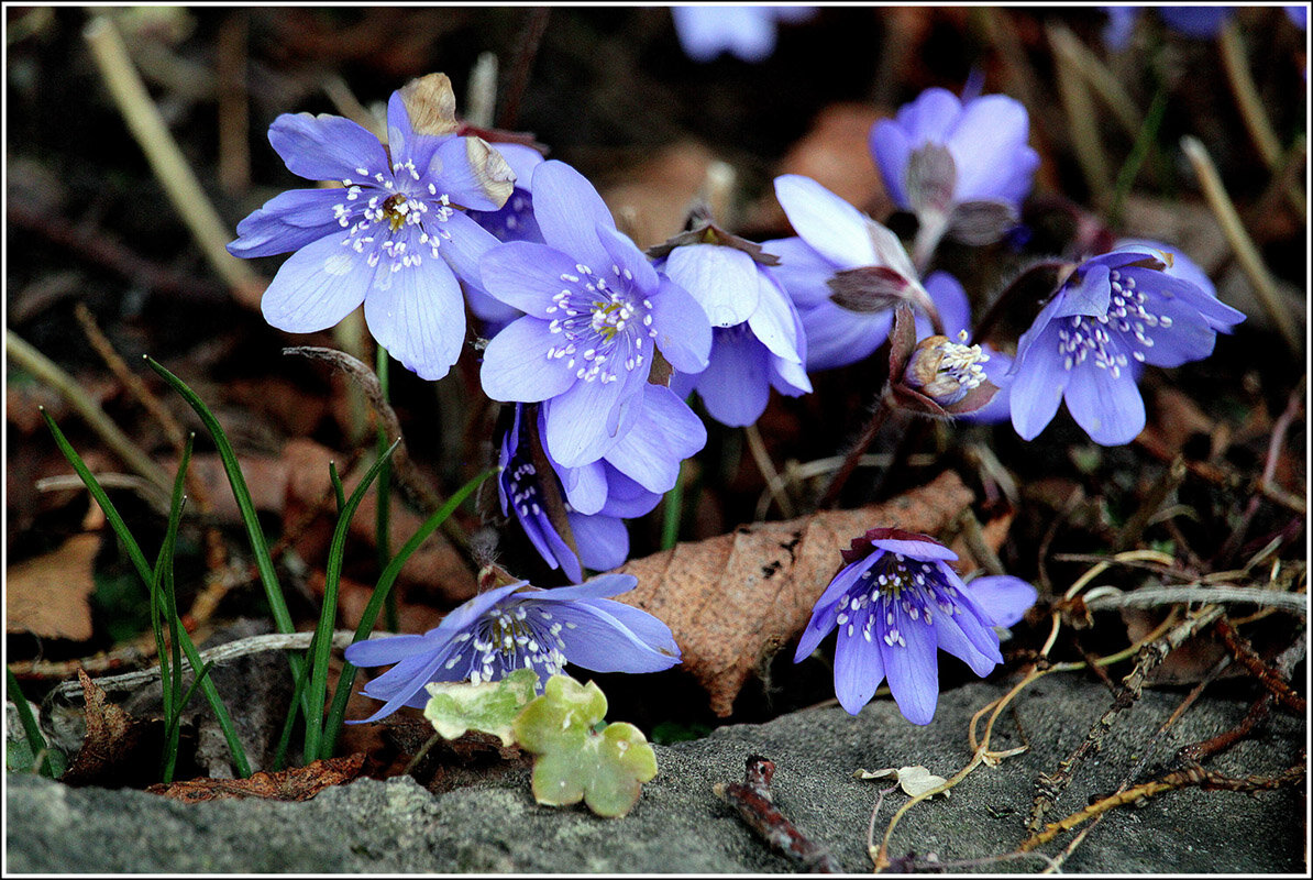 С печеночницей... - Aleksandr Gal