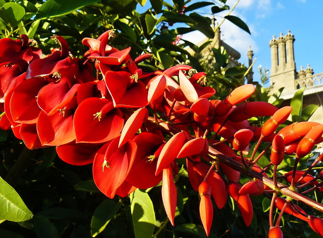 Коралловое дерево, или эритрина петушиный гребень. - Александр Герасенков Коралловое дерево, или эритрина петушиный гребень. - Александр Герасенков