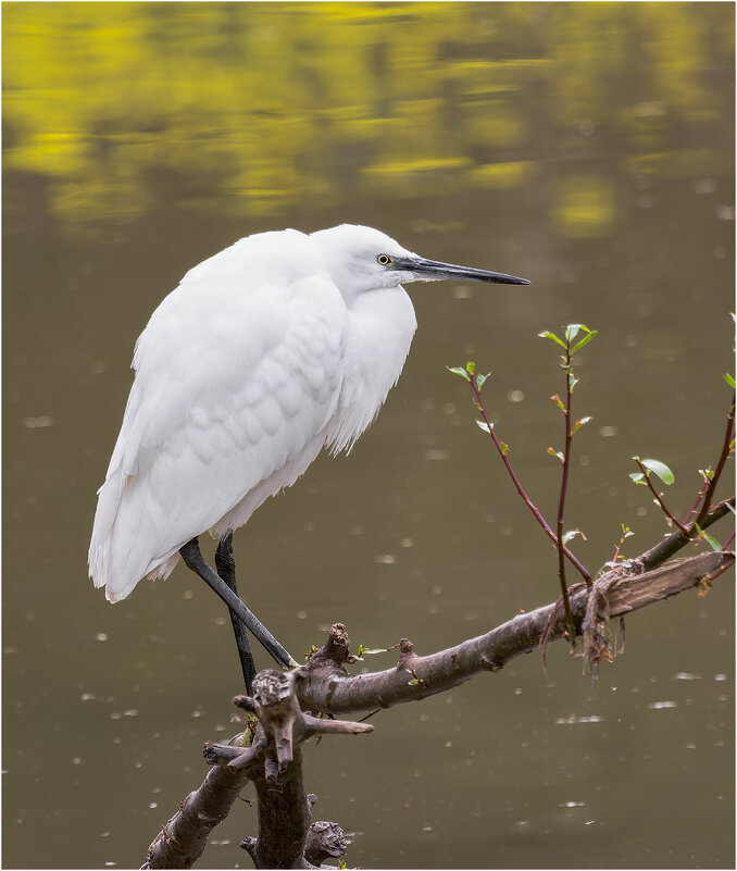 Малая белая цапля. - Александр Григорьев
