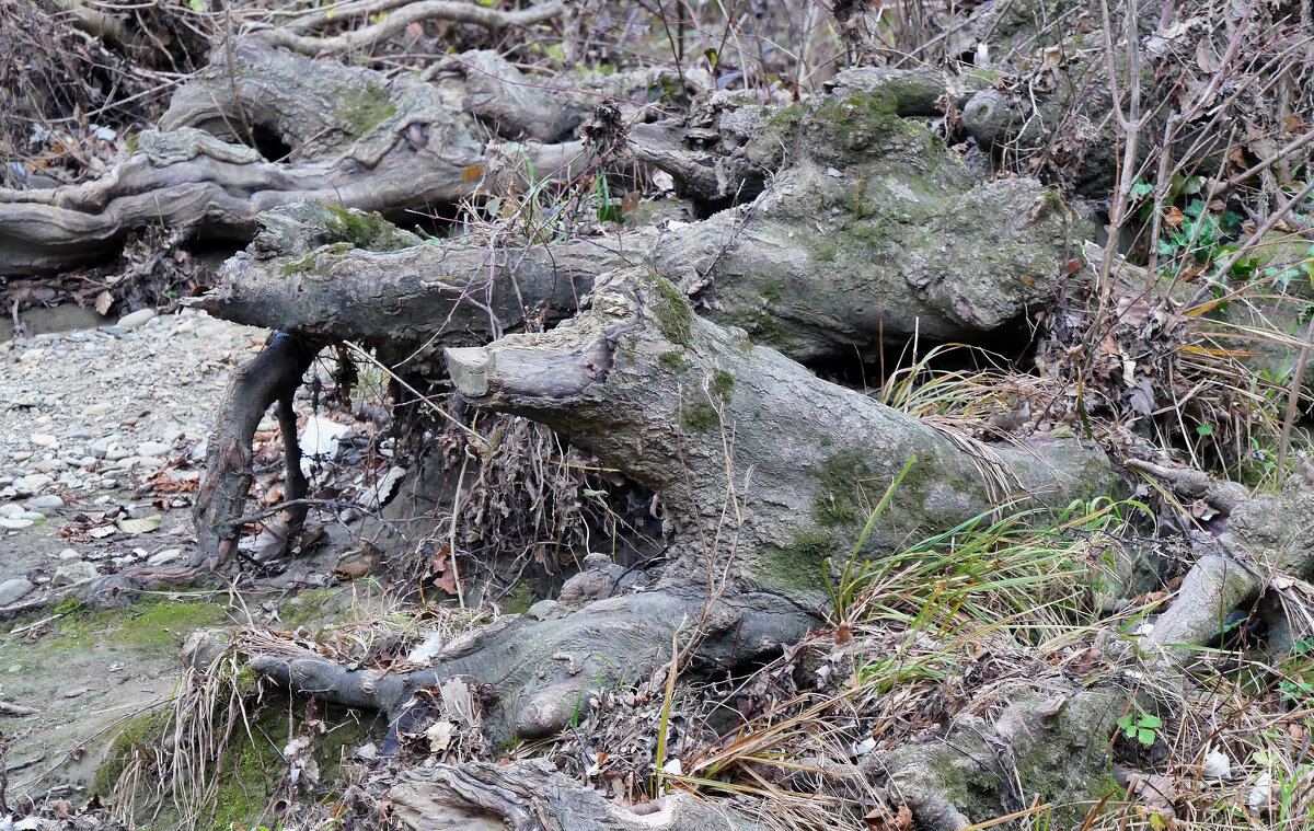 Краказябры или "в тёмно-синем лесу". - Alexey YakovLev