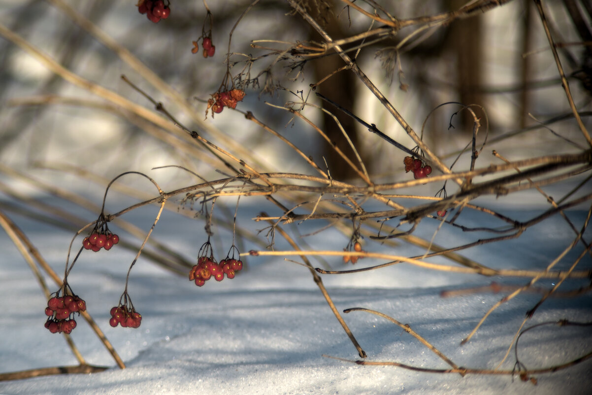 До весны уцелели - sorovey Sol До весны уцелели - sorovey Sol