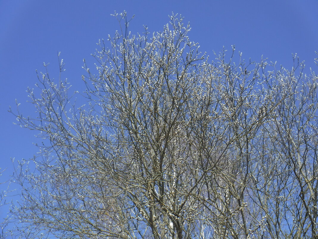 вербочка - Елена Сухорученкова