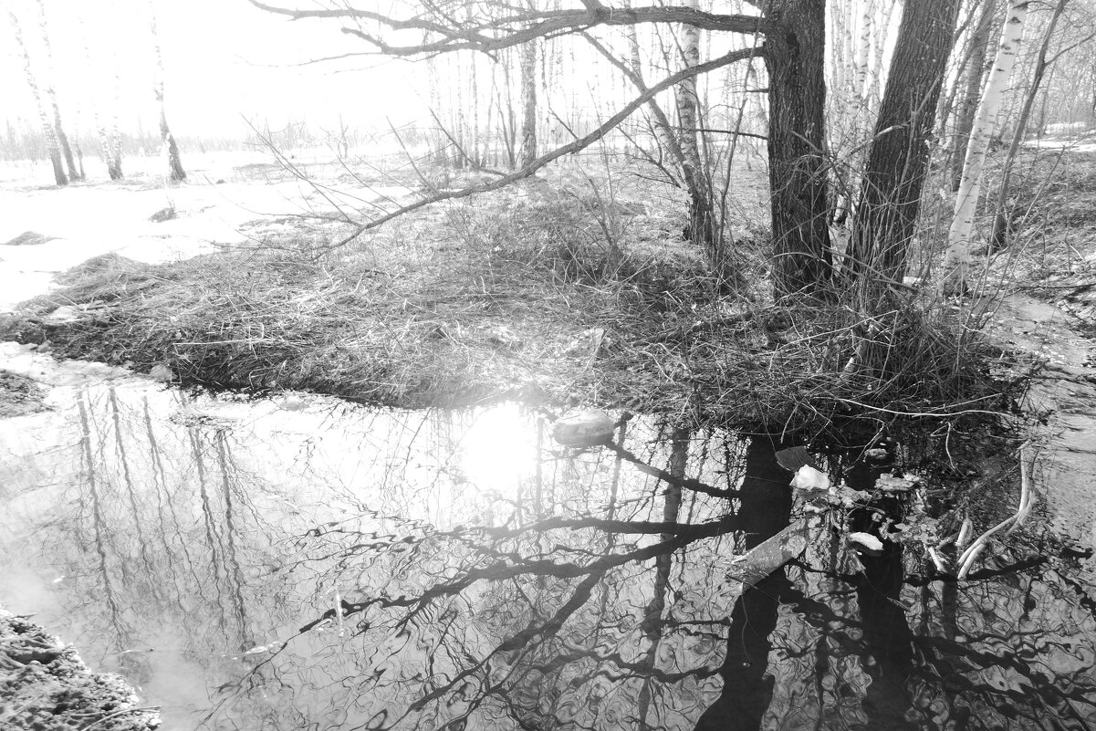 Мечты о ч/б Лейке 71. - Михаил Елочкин