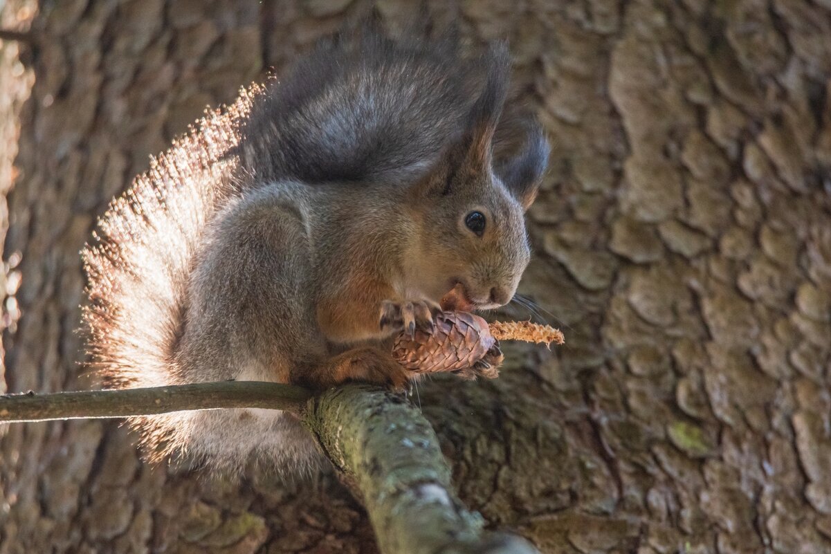 Вкусная шишка. - Виктор Евстратов