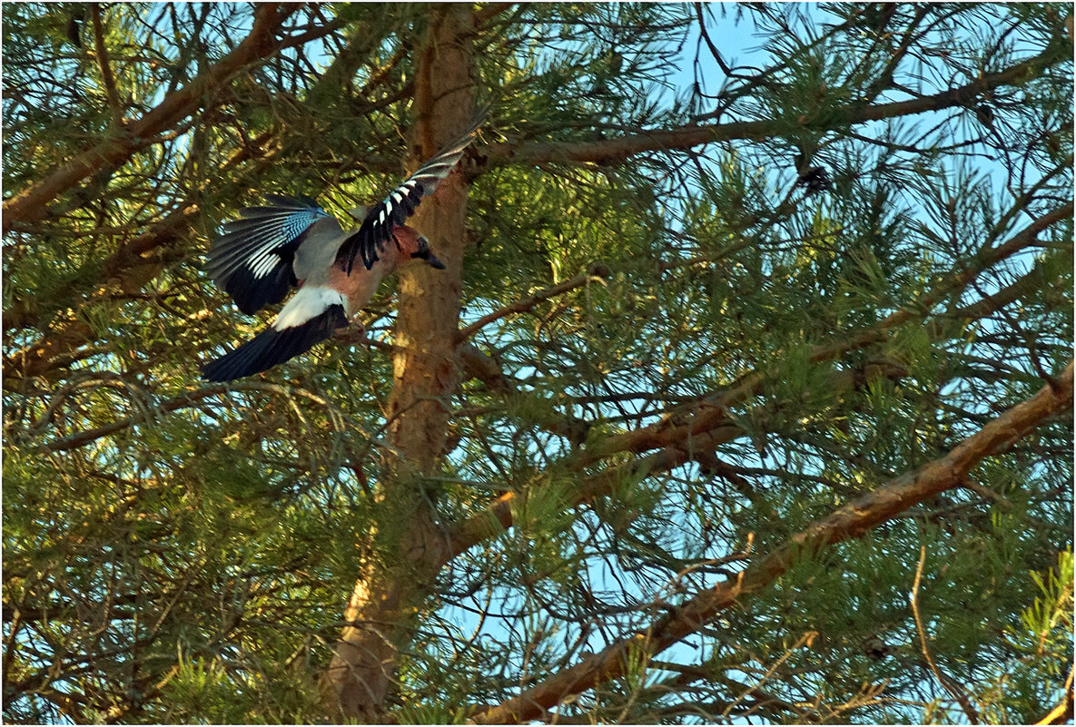 Сойка - Валентин Котляров