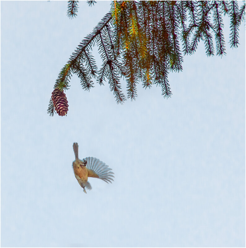 Семечко - Валентин Котляров