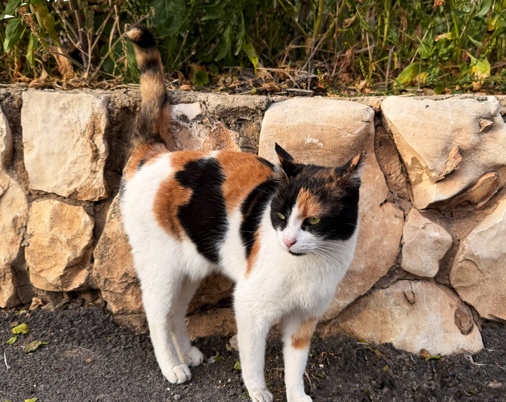 Моя кошка - Александр Деревяшкин