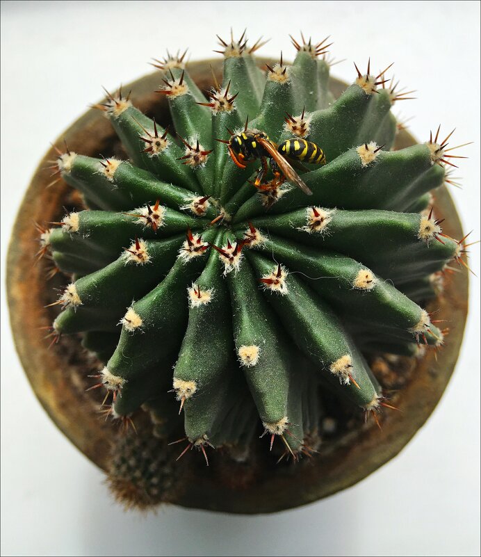 Кактус! - Надежда 