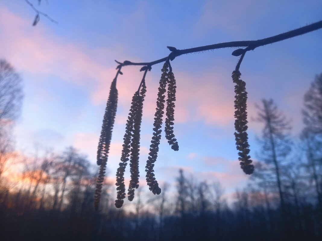 Орешник - Сапсан 