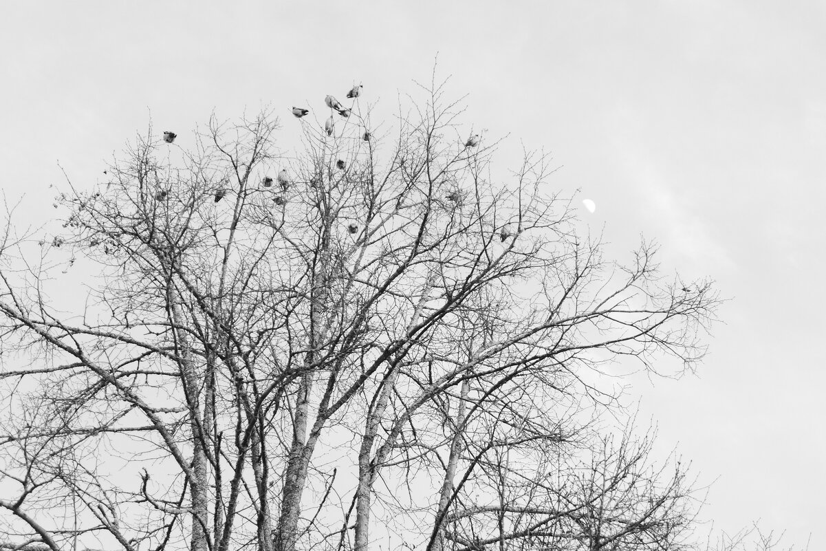 Мечты о  ч/б Лейке 74. - Михаил Елочкин