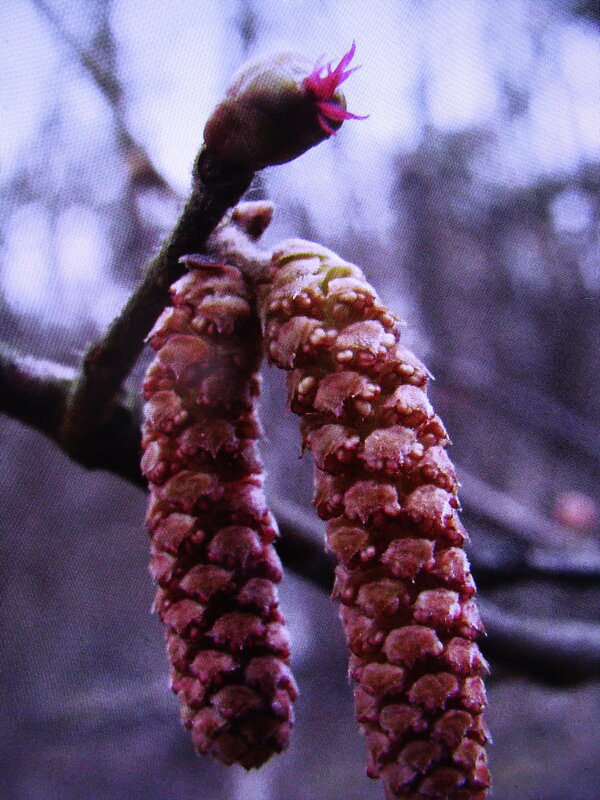 Орешник зацветает - Людмила Смородинская
