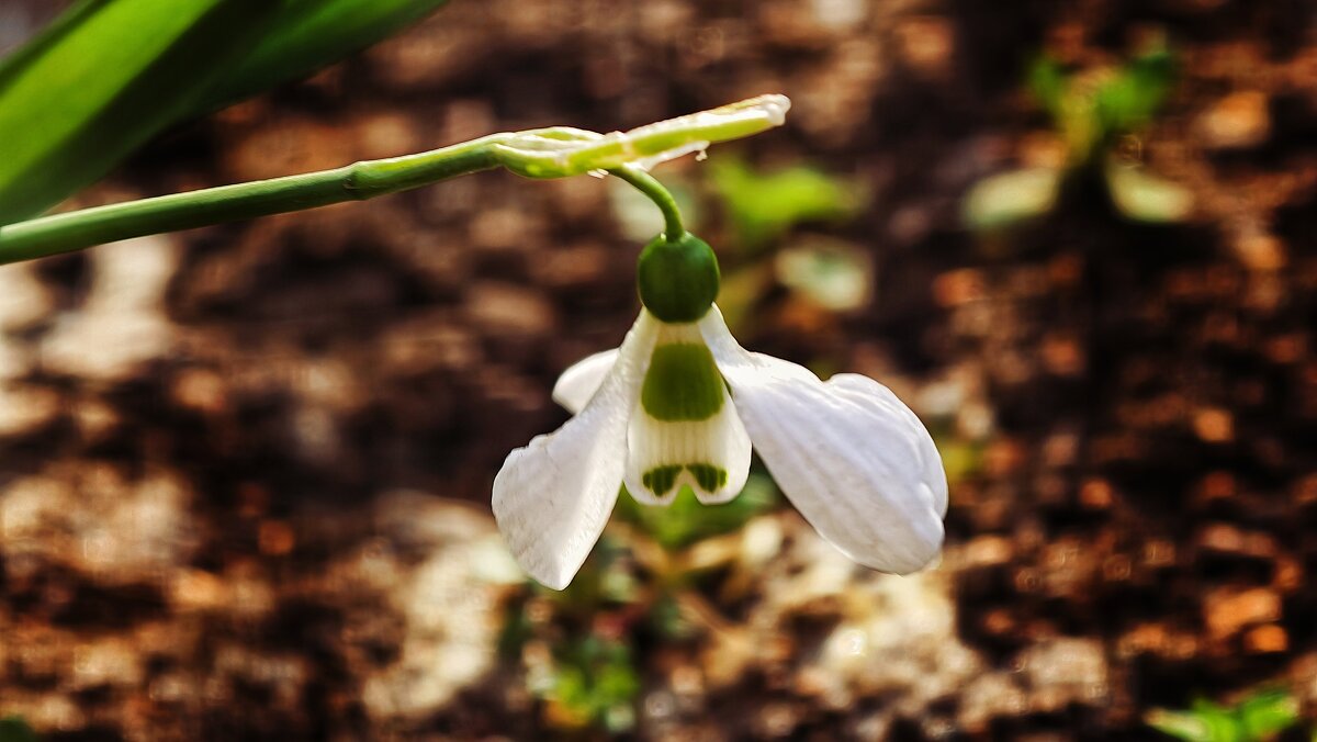 Весной - Мариша Тим