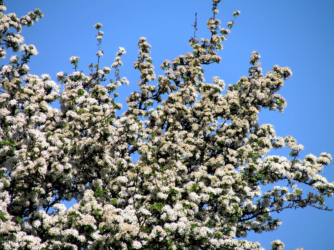 Весна - Роман Савоцкий