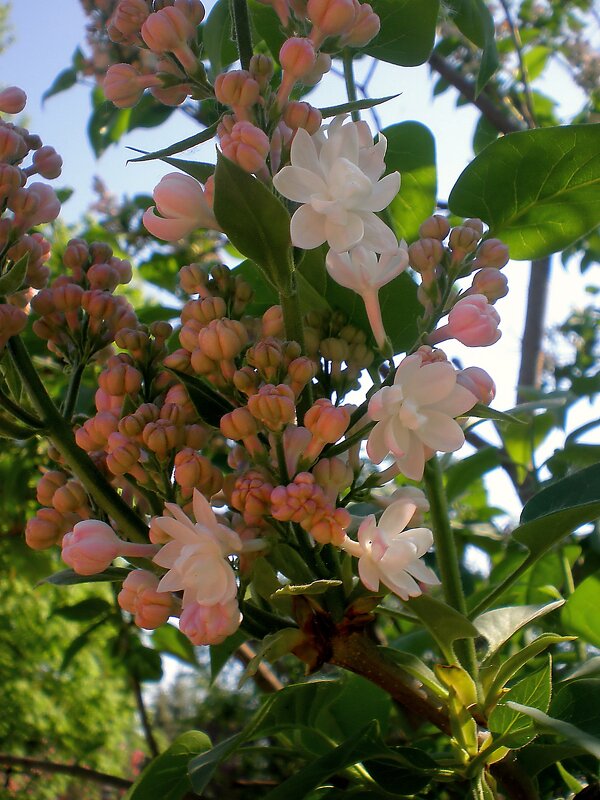 Весна - Роман Савоцкий
