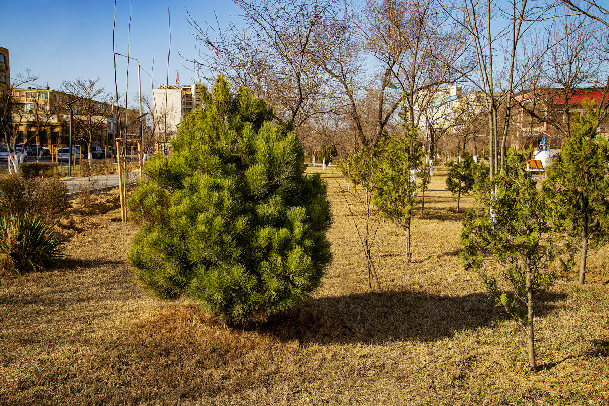 Весна - Анатолий Чикчирный