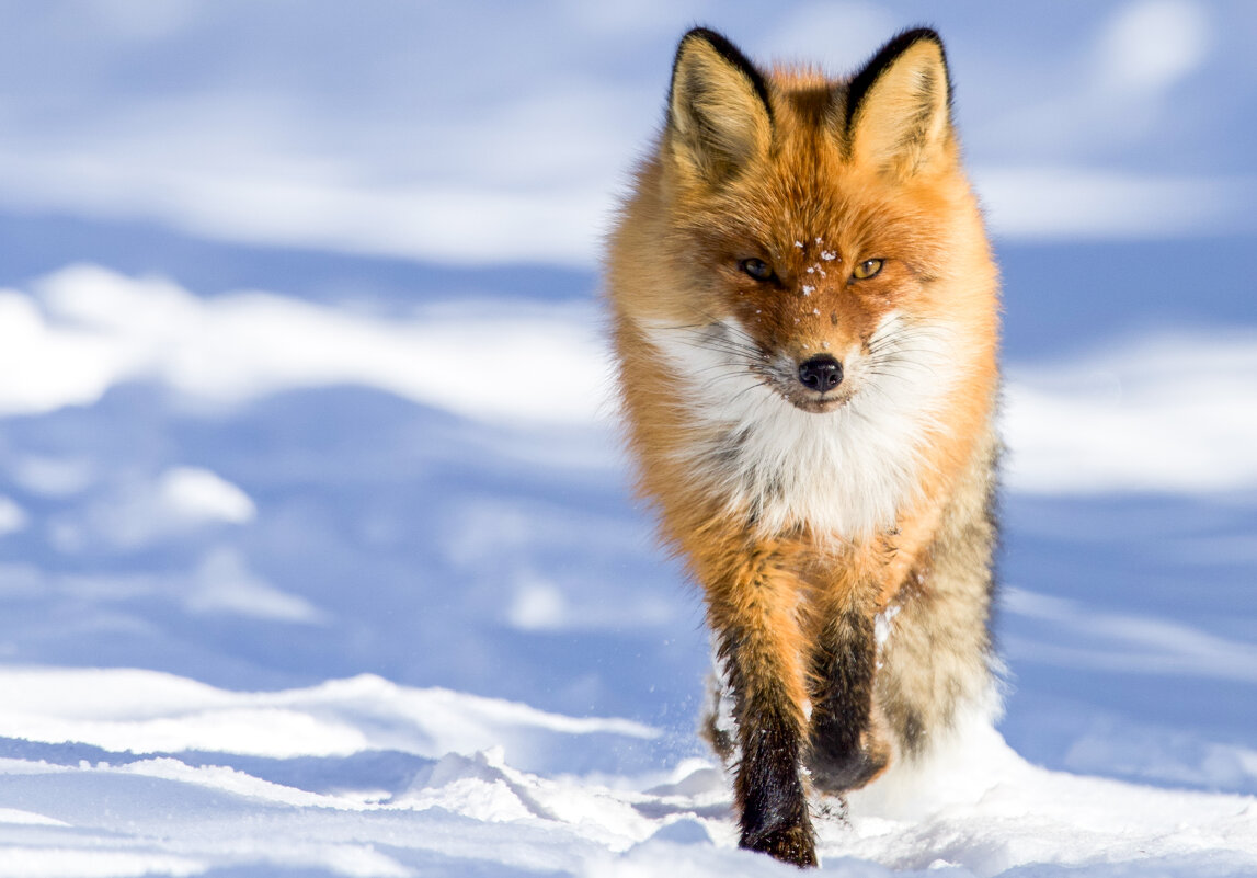 Рыжая бестия - Виктория Рыжая бестия - Виктория