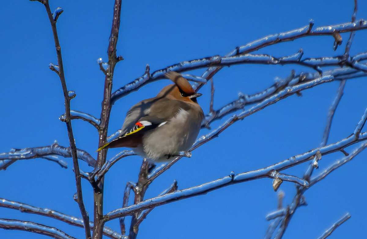 Свиристель. - Sergey (Apg)