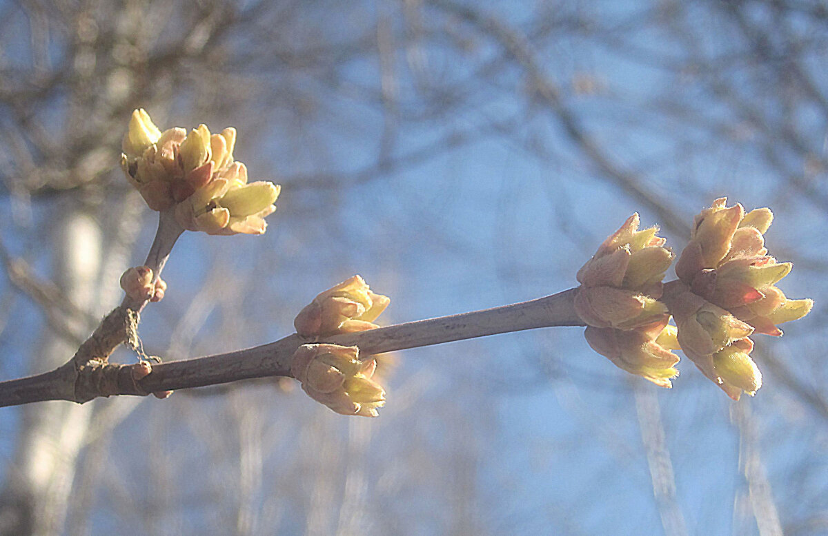 Пробуждение - Елена Семигина
