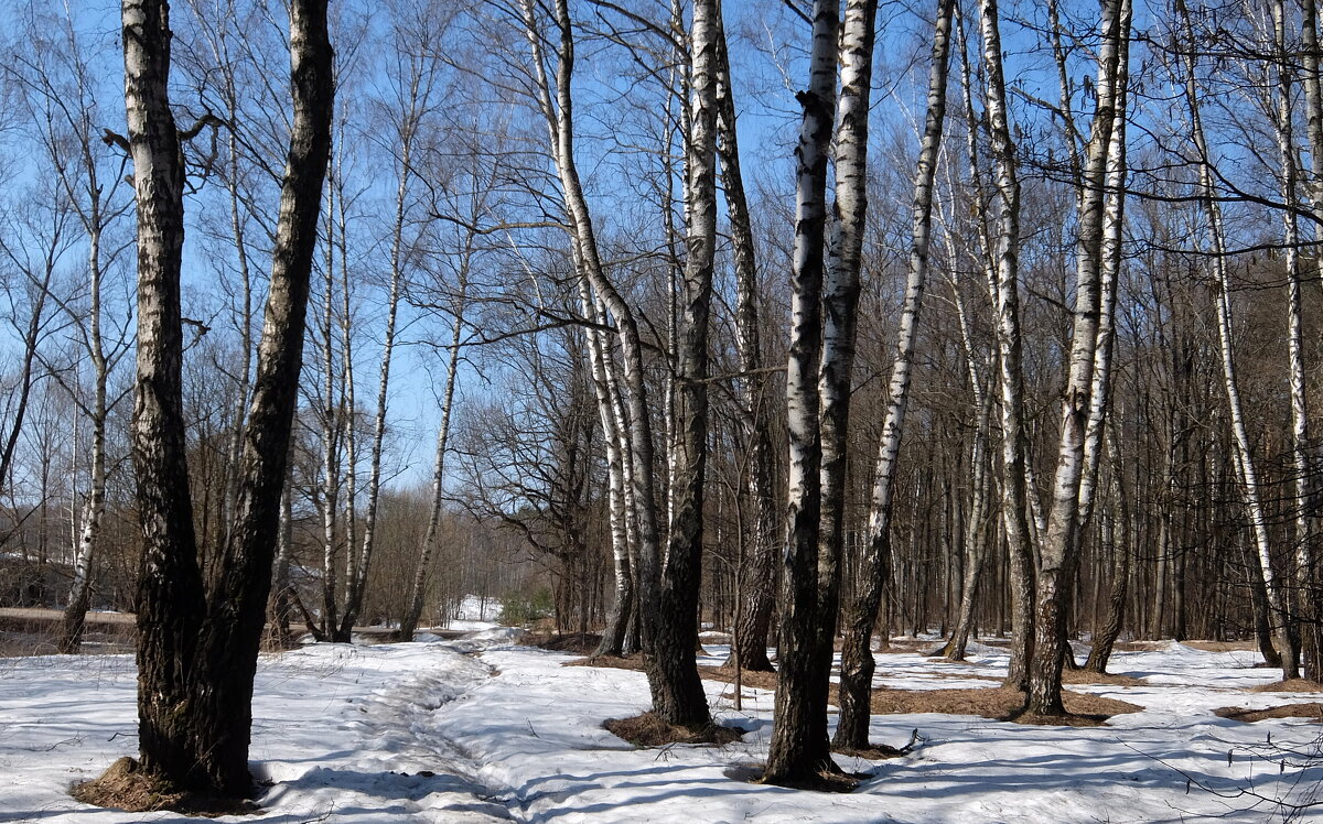 Мартовские берёзы. - Люба 