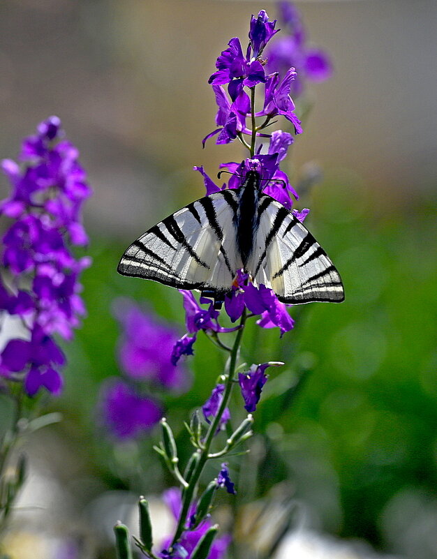 Подалирий - Aleksandr .