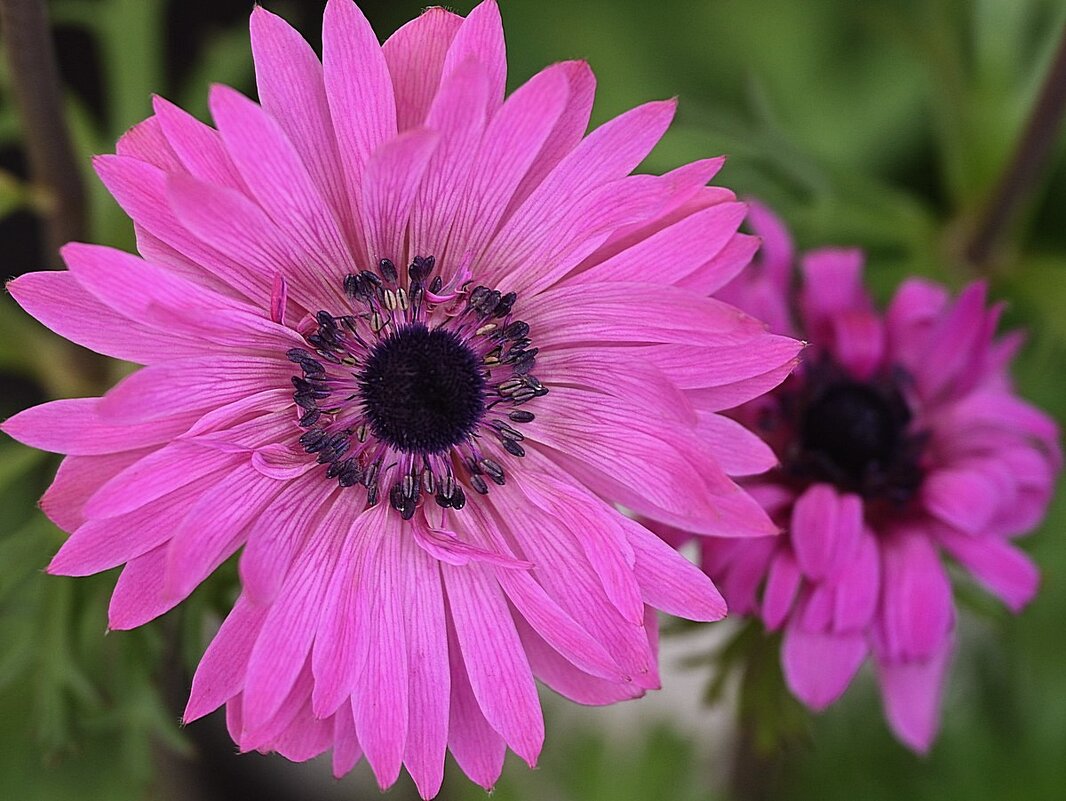 анемона адмирал - Aleksandr .