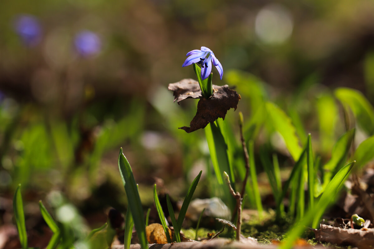 Пролеска - Игорь Шевченко