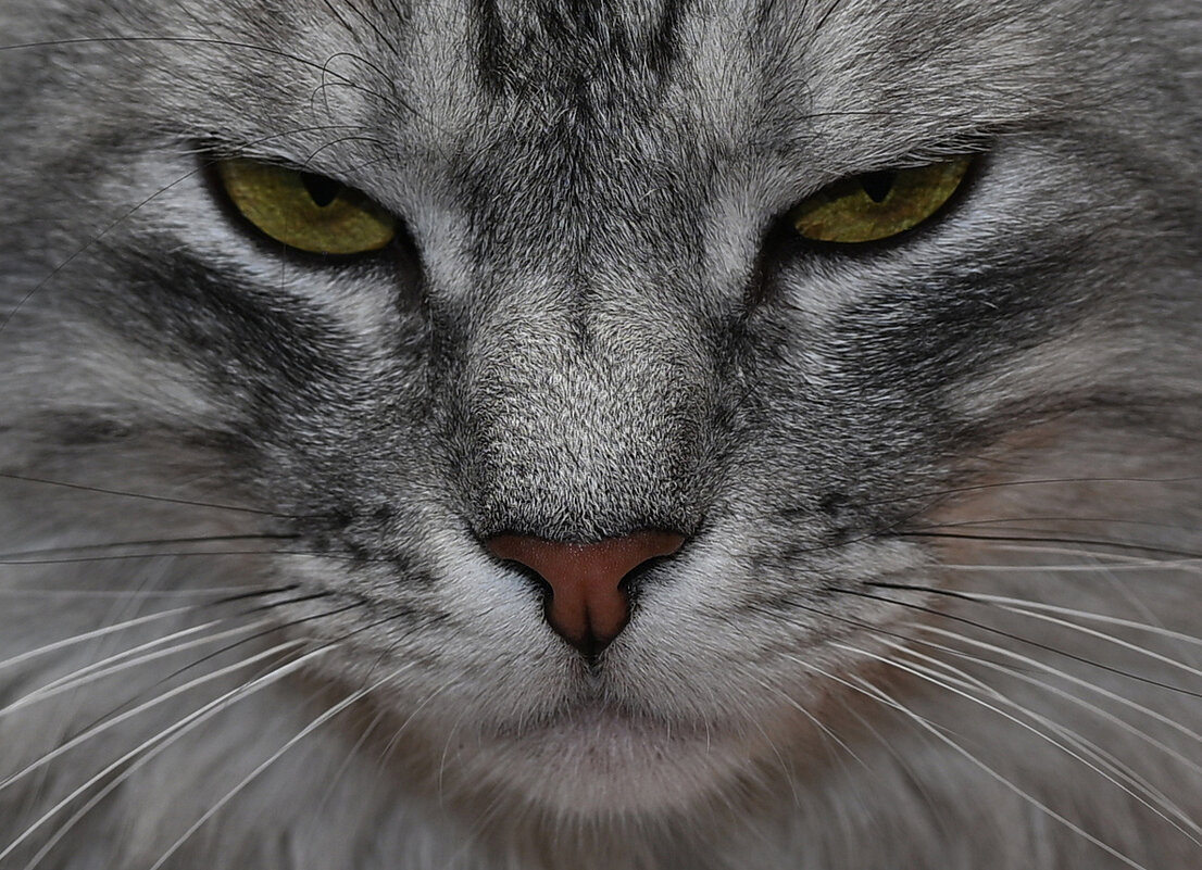 взгляд - Aleksandr .