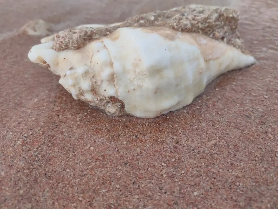 На берегу Красного моря - Ирэн 