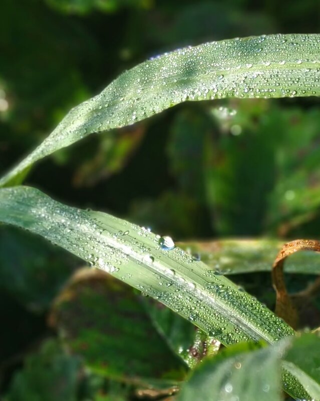 Утренняя роса - Тамара Лисицына