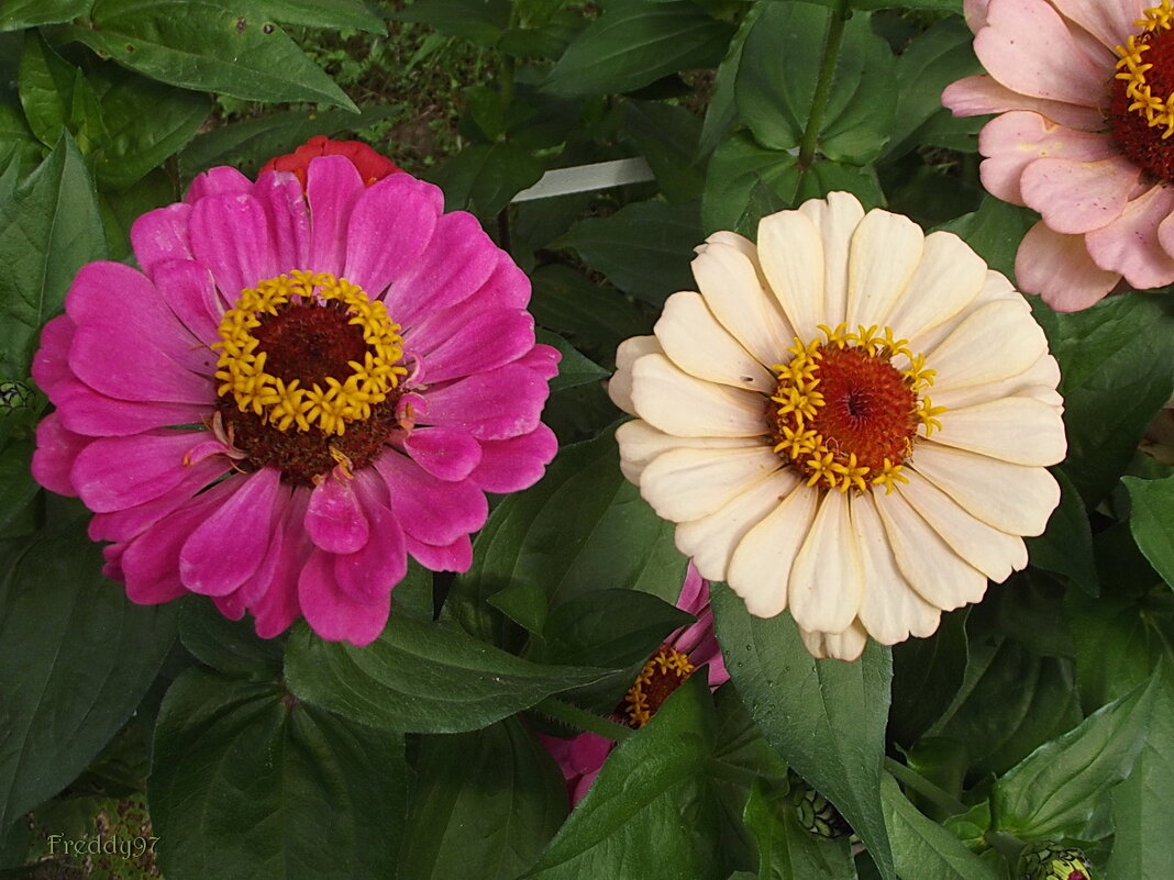 Цинии - Freddy 97