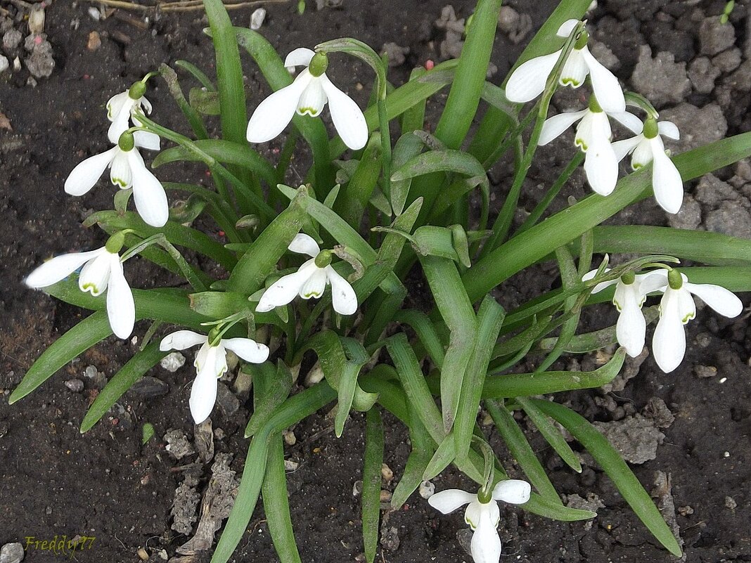 Подснежники - Freddy 97