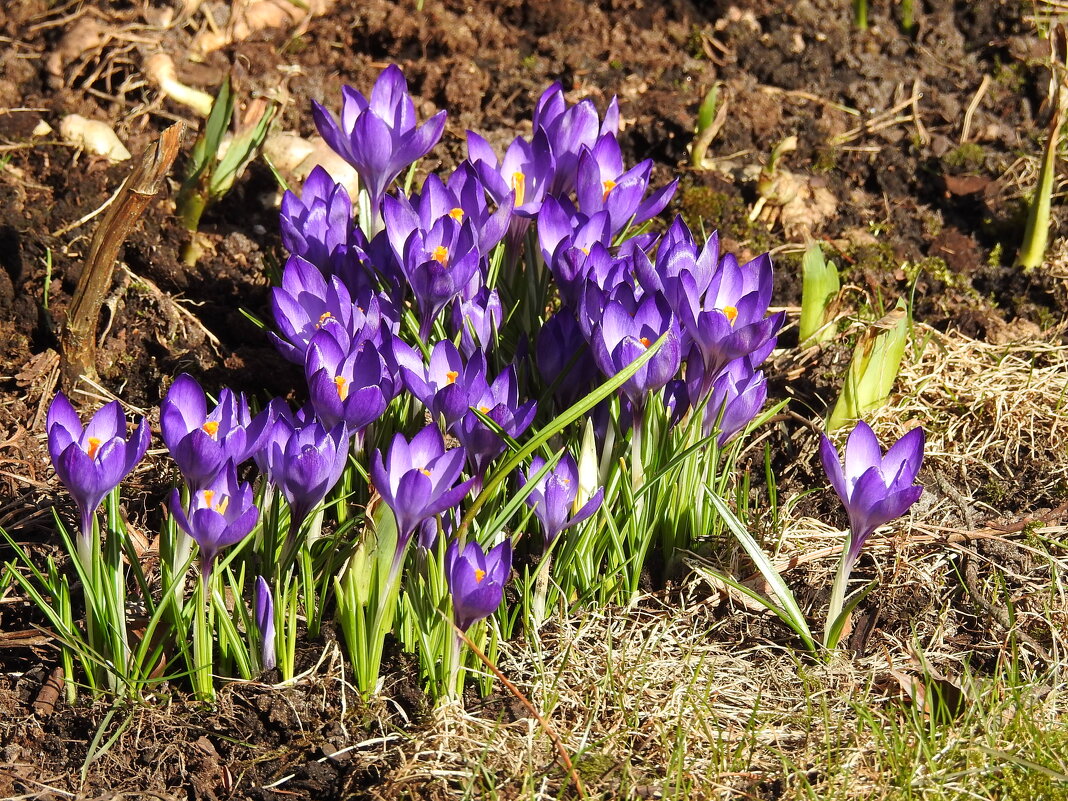 весна - ИННА ПОРОХОВА