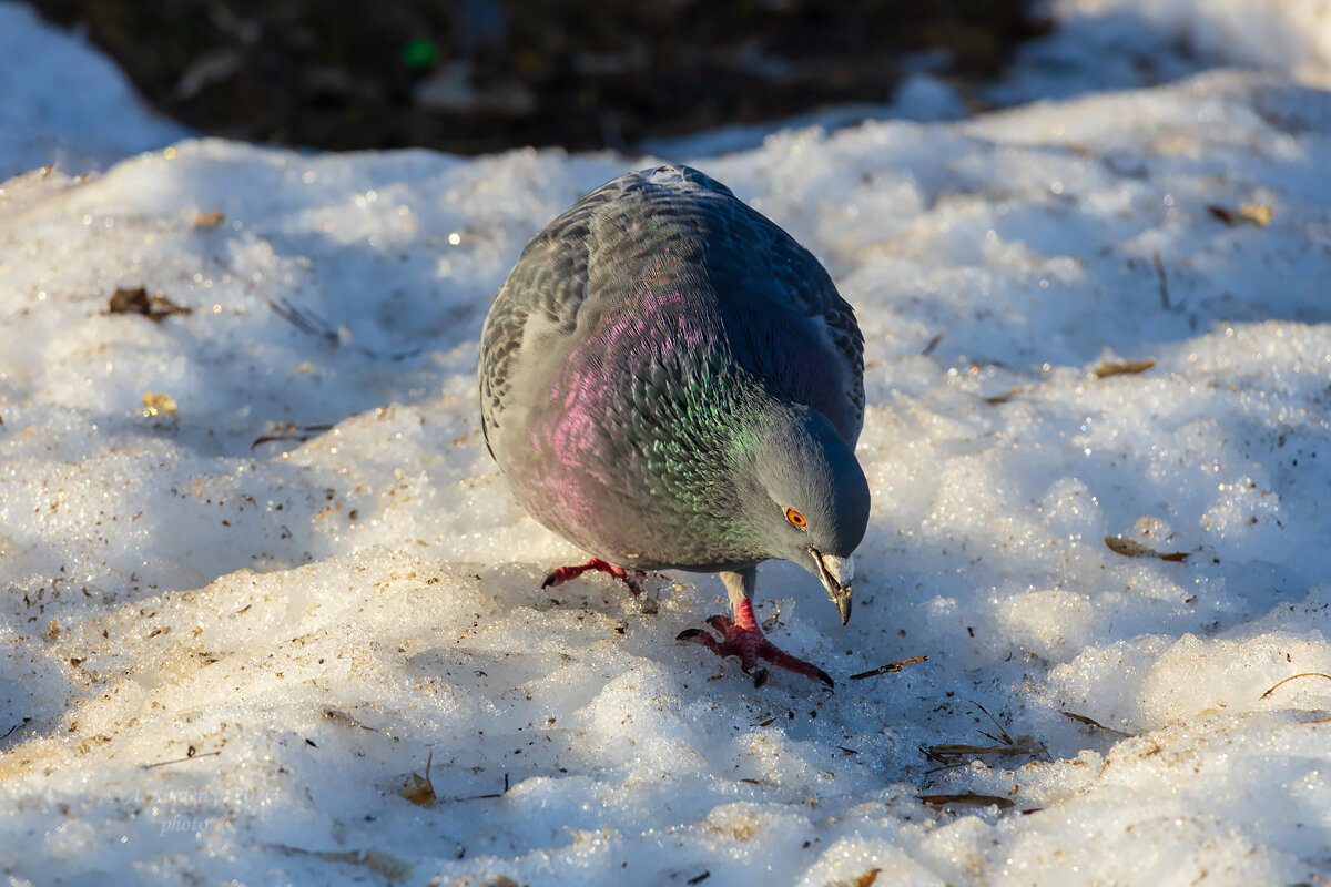 Голубь на снегу - Александр Синдерёв