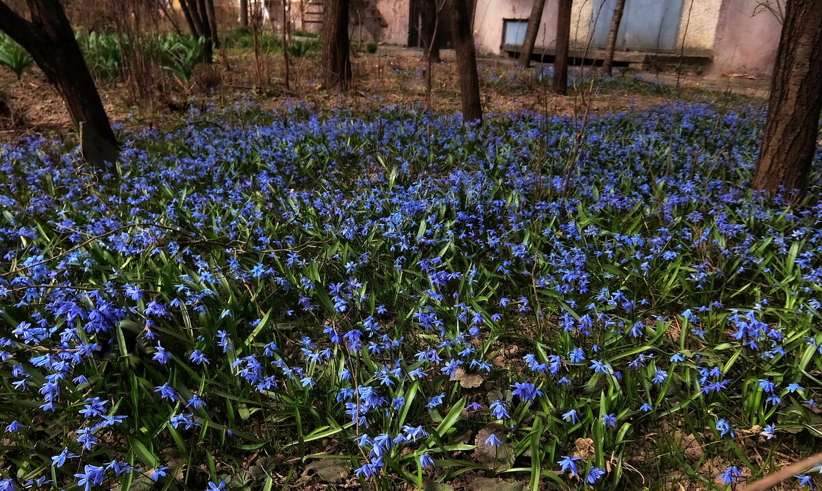 Пролески-первые гонцы весны. - Люба 